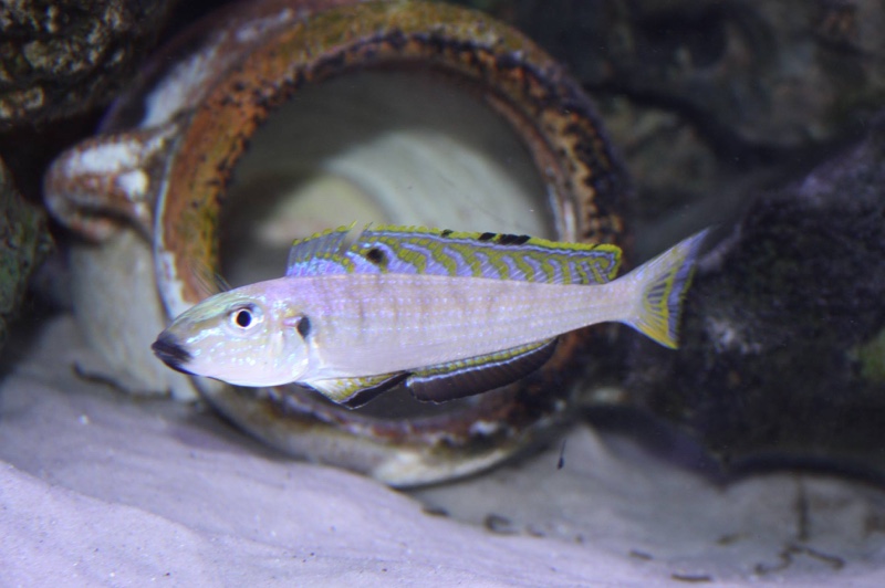 Enantiopus melanogenys 'Kipili'